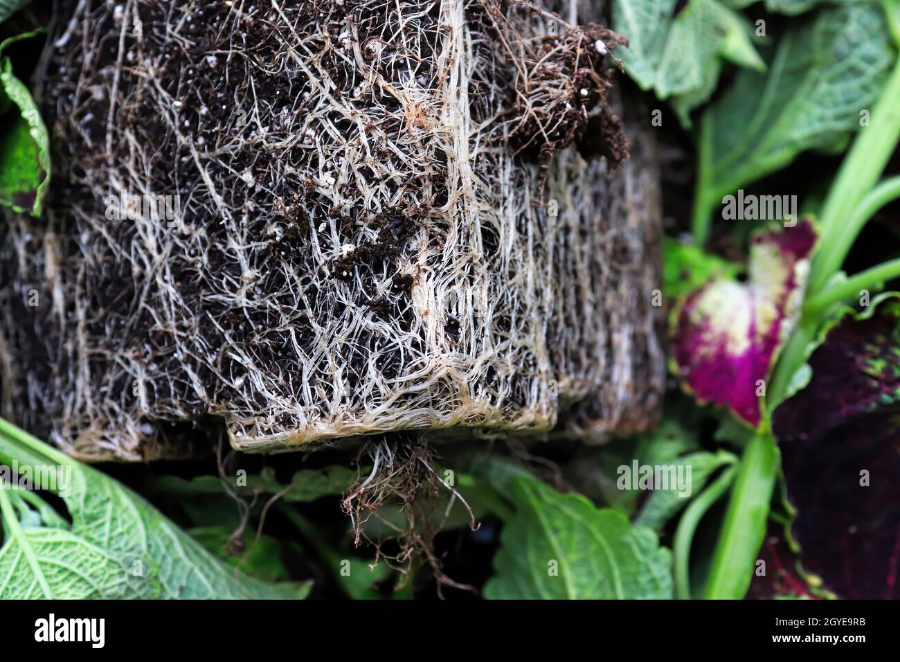 Die quadratische Topfform der Wurzeln in einer wurzelgebundenen Pflanze. Stockfoto