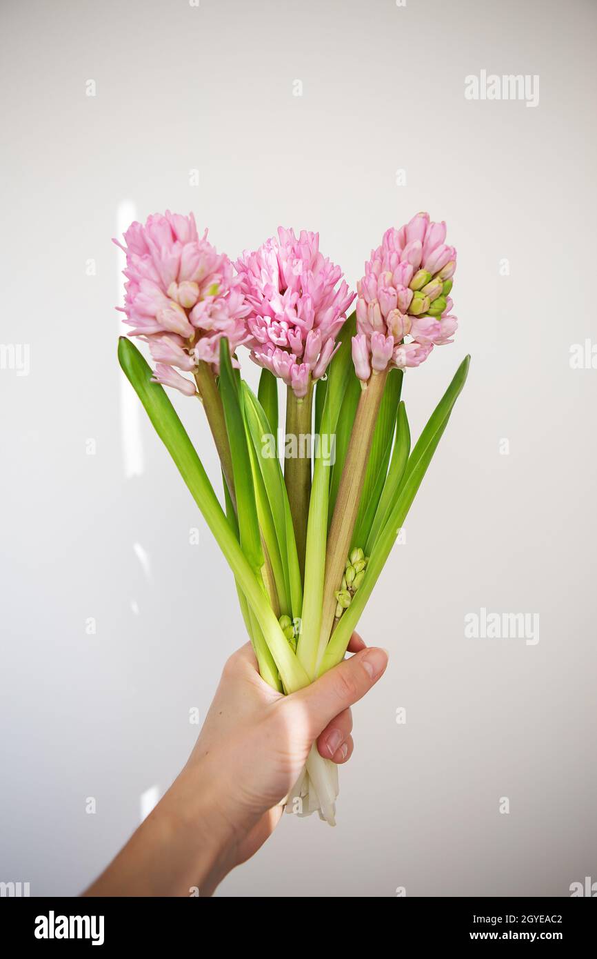 Die Hand der Frau hält Frühlingsblumen auf weißem Hintergrund. Frisches Bouquet mit rosa Hyazinthen. Frühling, sonniger Tag, Schatten aus dem Fenster. Speicherplatz kopieren für Stockfoto