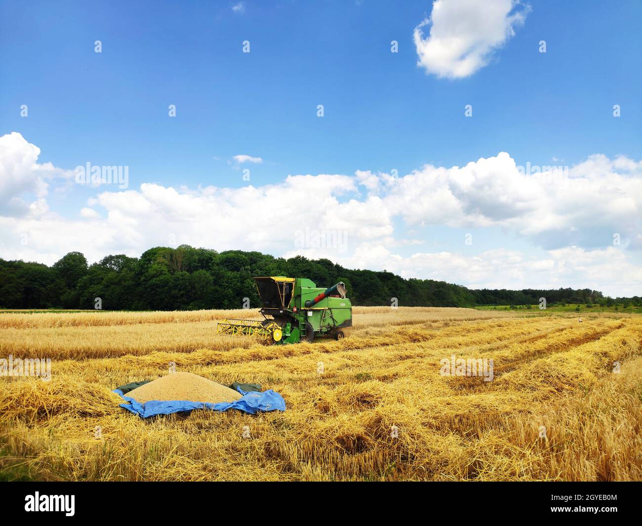 Ein moderner Mähdrescher arbeitet auf einem Weizenfeld, Ernte, landwirtschaftliche Flächen. Die erste Portion Weizen liegt auf einer Plane Stockfoto