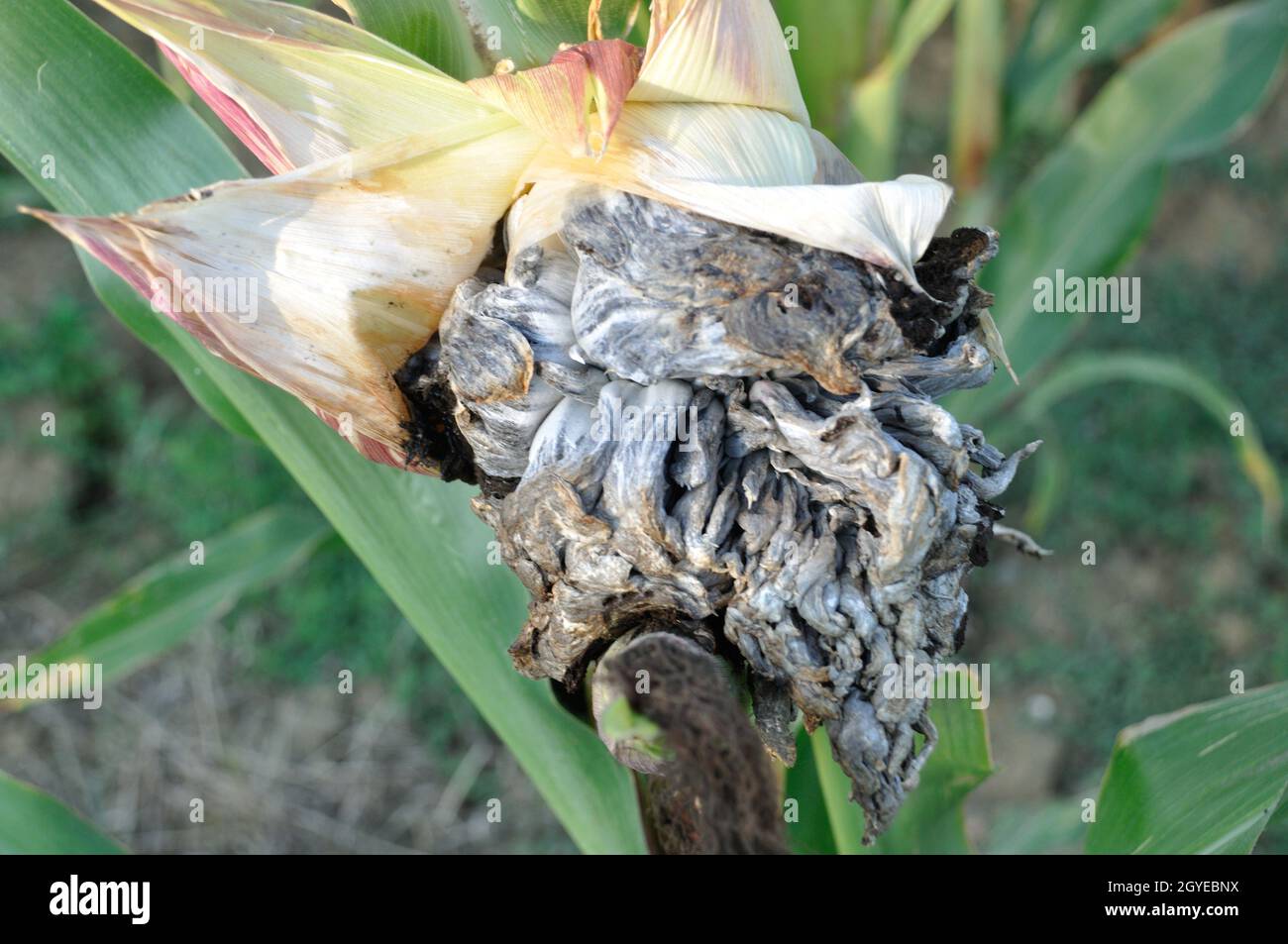 Mais schmiert auf einer Pflanze in einem Feld in der Bretagne Stockfoto