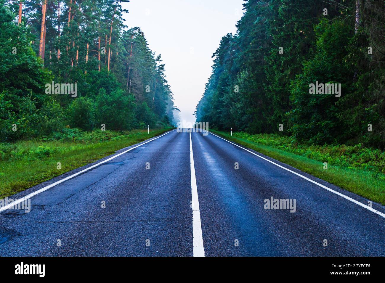 Leere ländliche Foggy Road mit klaren weißen Linien in einem Waldgebiet am frühen Morgen. Stockfoto