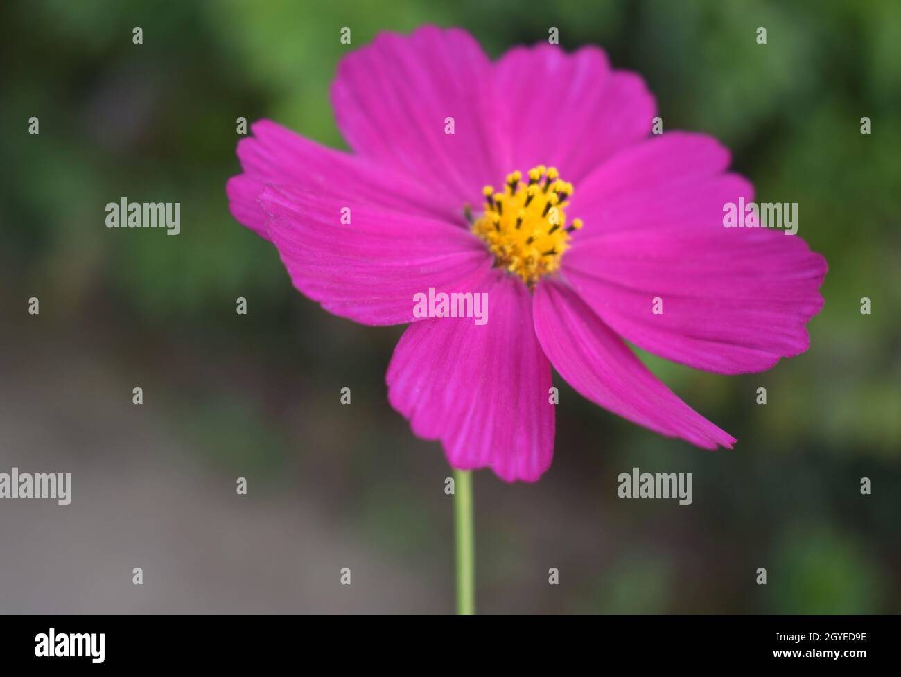 Garden Cosmos Blumenbild aufgenommen in Mankhim, Sikkim, Indien Stockfoto