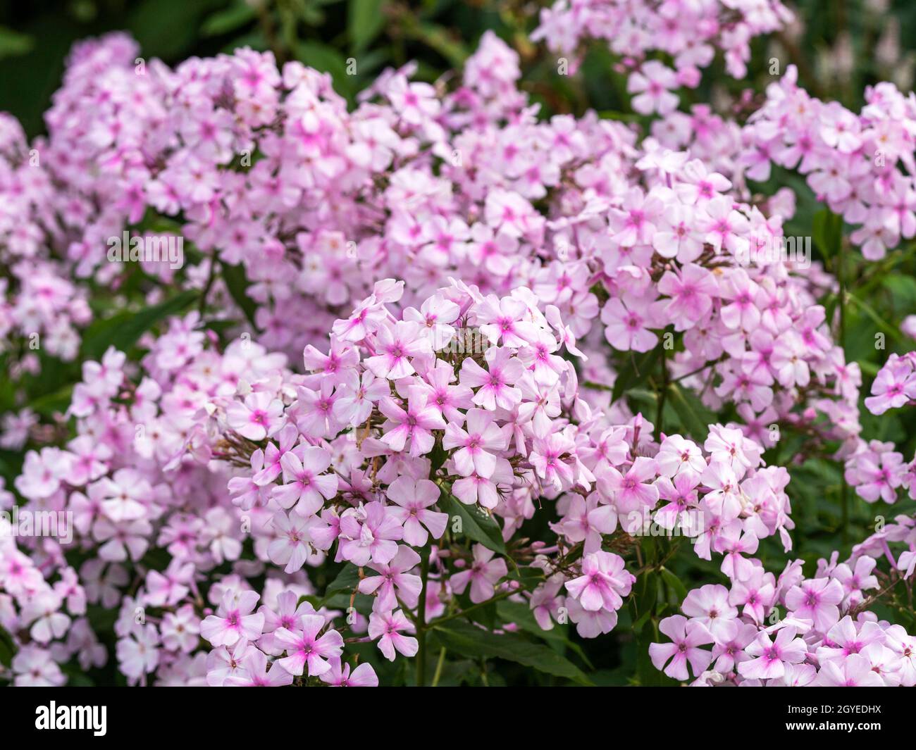Nahaufnahme der kleinen rosa Blüten von Phlox paniculata Discovery in einem Garten Stockfoto