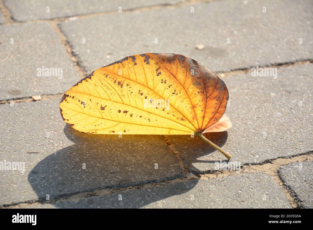 Gelbes Blatt auf grauem Ziegelweg. Stadtszene. Heruntergefallenes Blatt auf dem Bürgersteig Stockfoto