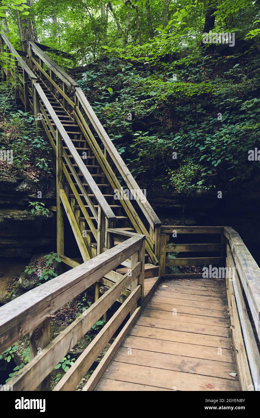 Holzsteg mit Holztreppe durch den Wald Stockfoto