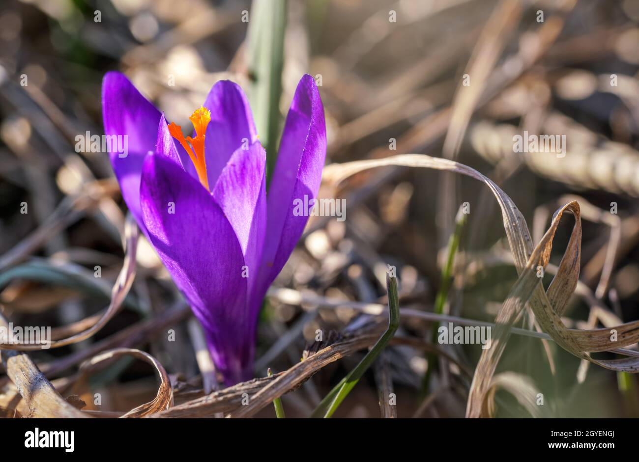 Wilde lila und gelbe Iris Crocus heuffelianus verfärbt die Blüte, die auf trockenem Gras wächst und Blätter herum hat. Stockfoto