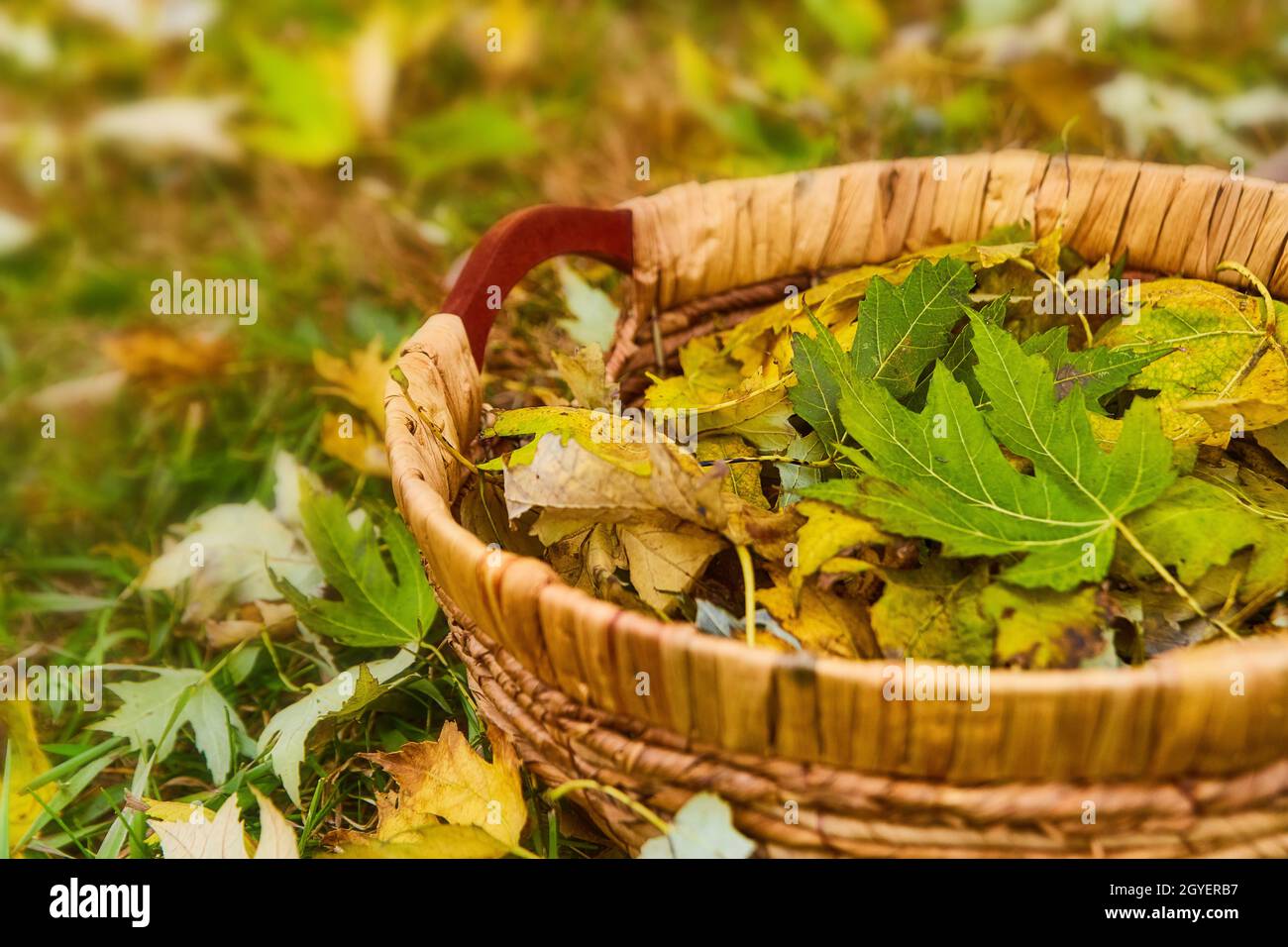 Gewebter Korb gefüllt mit herbstgelben und grünen Blättern auf dem Feld Stockfoto