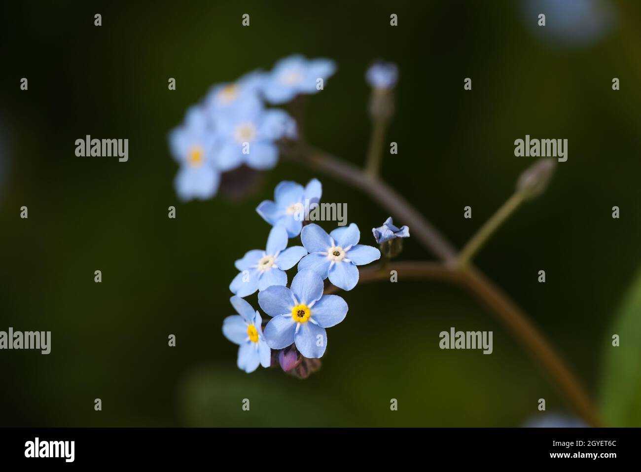 Makro-Nahaufnahme frisch Frühling lila blau Vergiss mich nicht oder myosotis Blumen zittern im Wind über grünem Hintergrund, Low-Angle-Ansicht Stockfoto