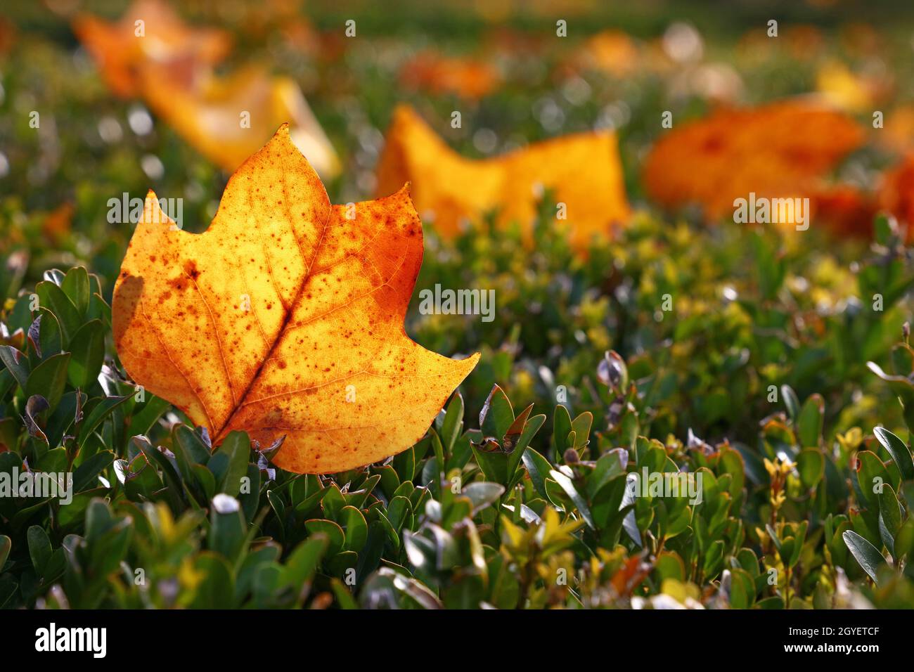 Nahaufnahme eines orangefarbenen Herbstlaub mit Tulpenbaum im Gras auf dem Boden, Blick in den niedrigen Winkel Stockfoto