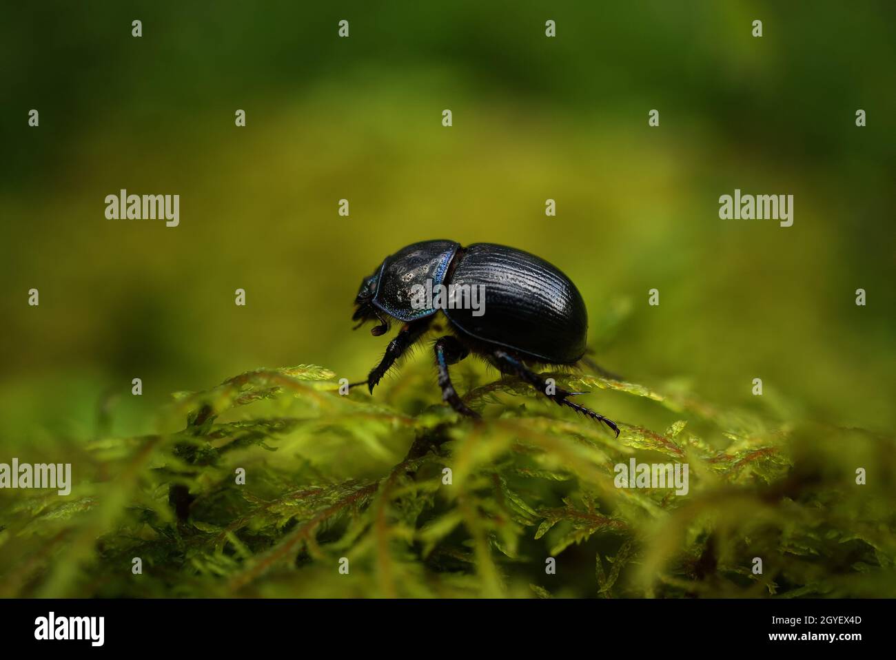 Blau-metallischer Dor-Käfer, Geotrupes stercorosus auf dem grünen Moos in Nahaufnahme mit selektivem Fokus Stockfoto