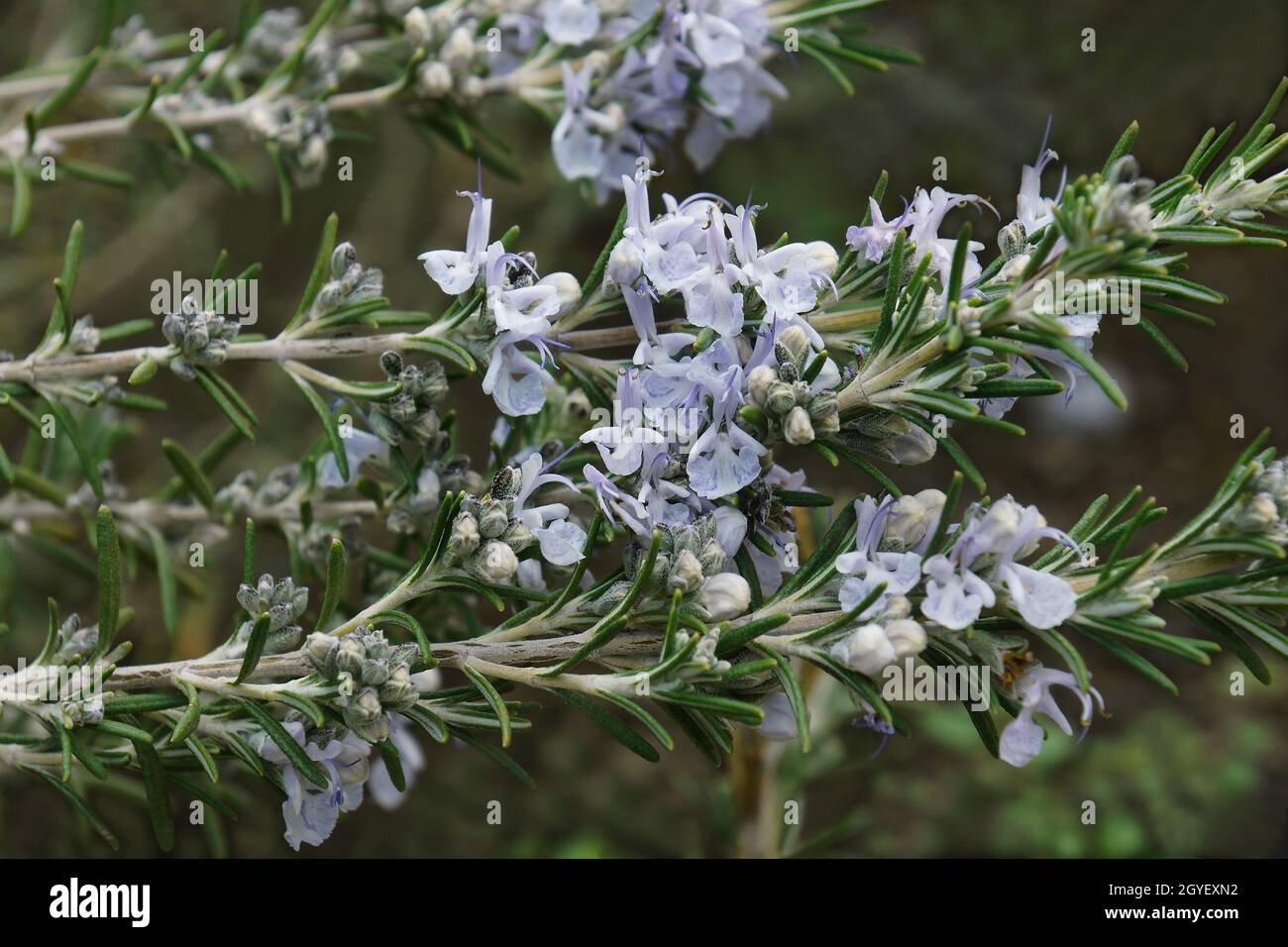 Rosmarin (Salvia rosmarinus). Ein anderer botanischer Name ist Rosmarinus officinalis. Stockfoto