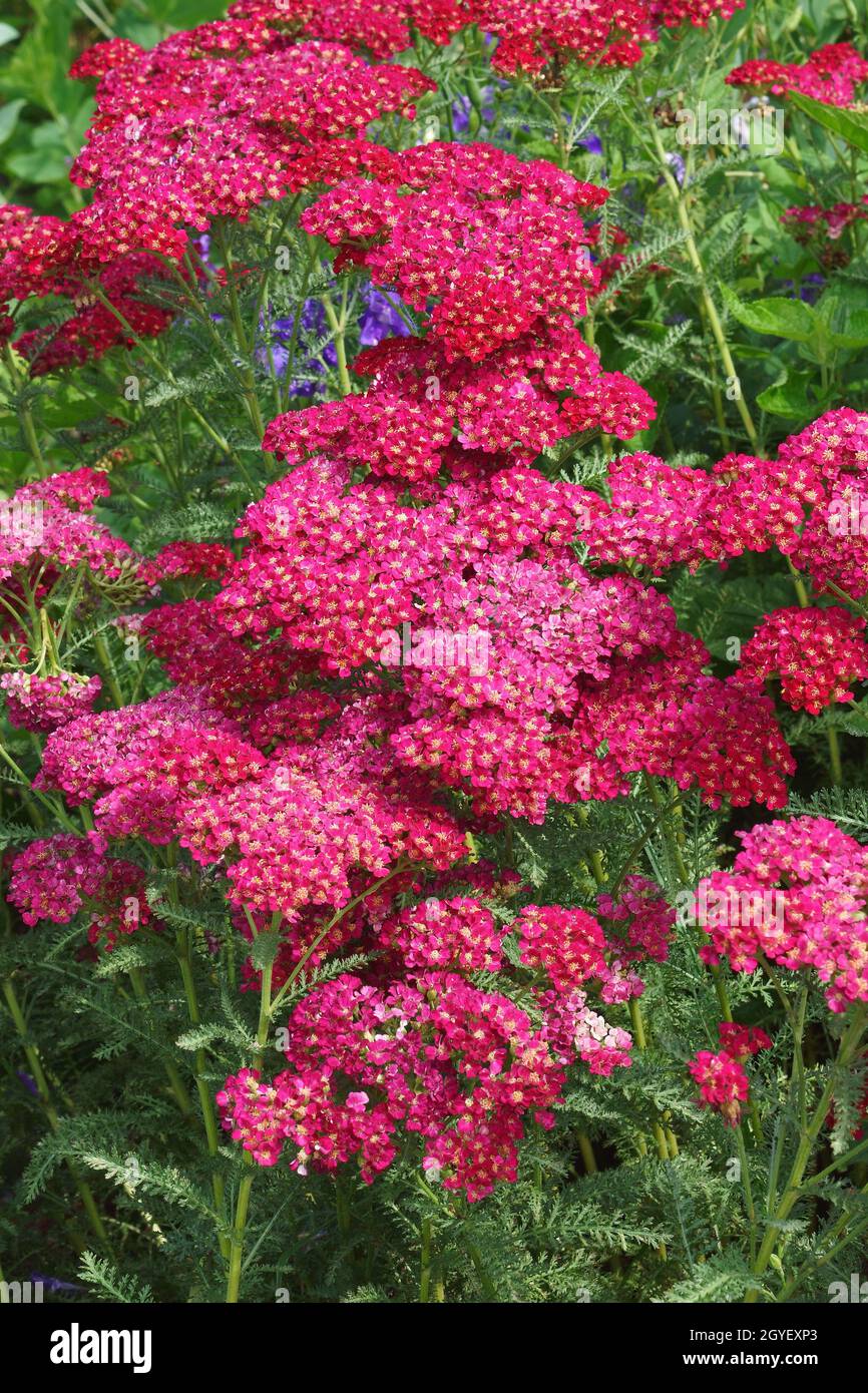 Schafgarbe (Achillea millefolium). Auch bekannt als Gemeine Schafgarbe, Nosebleed-Pflanze, Pfeffer des Alten Mannes, Teufelsnessel, Sanguinary und Milfoil. Stockfoto