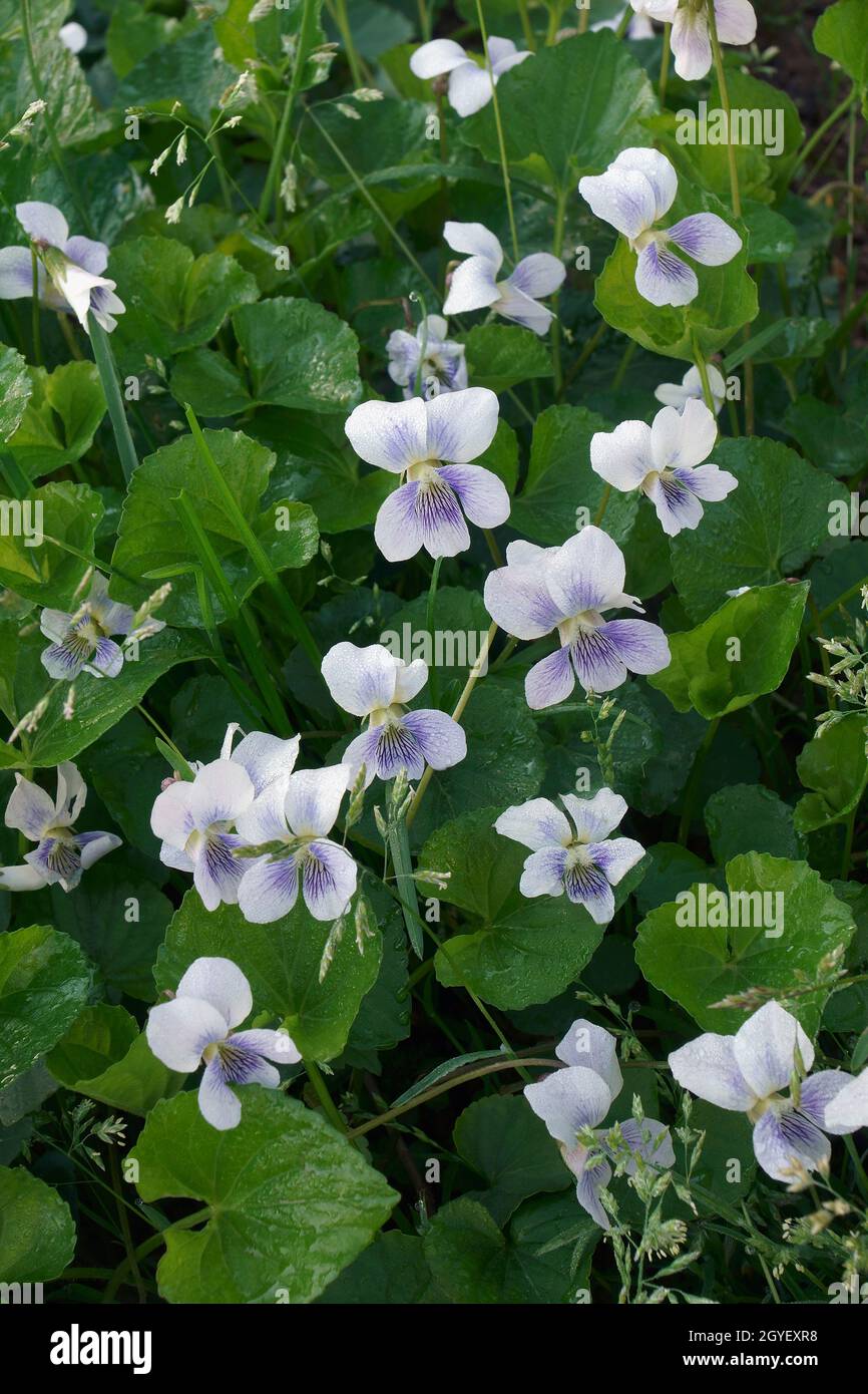 Gewöhnliches Blauviolett (Viola sororia). Auch als gewöhnliches Wiesenviolett, Purpurviolett, Woolly-Blauviolett, Hoodet-Violett und Holzviolett bezeichnet. Stockfoto