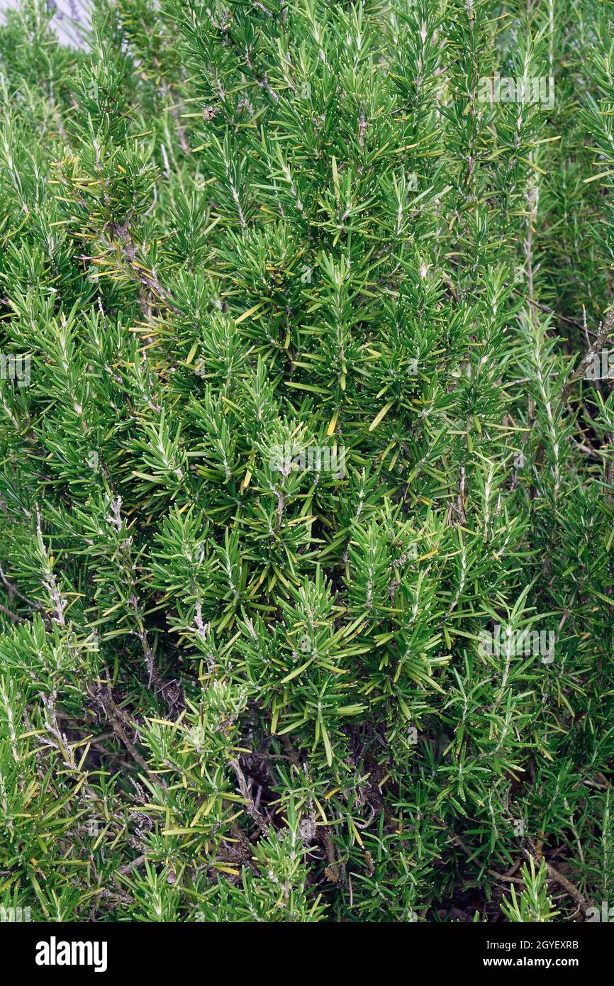 Rosmarin (Salvia rosmarinus). Ein anderer botanischer Name ist Rosmarinus officinalis. Stockfoto
