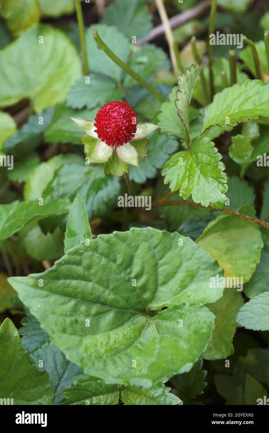 Erdbeere im Mock (Potentilla indica). Auch indische Erdbeere und Falsche Erdbeere genannt. Ein anderer botanischer Name ist Duchesnea indica. Stockfoto