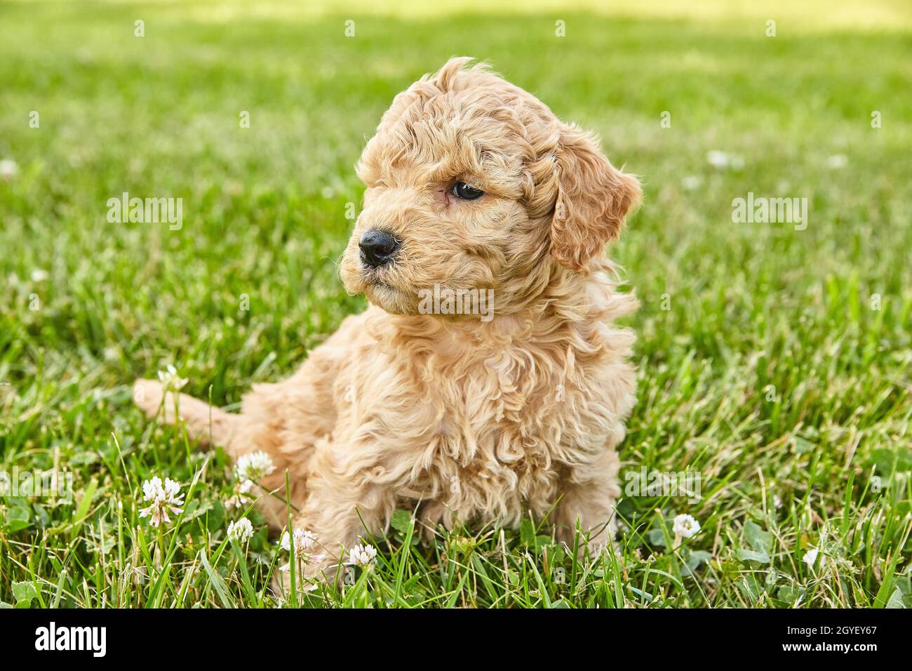 Goldendoodle Welpen aus hellbraun sitzen und grellen im Gras Stockfoto