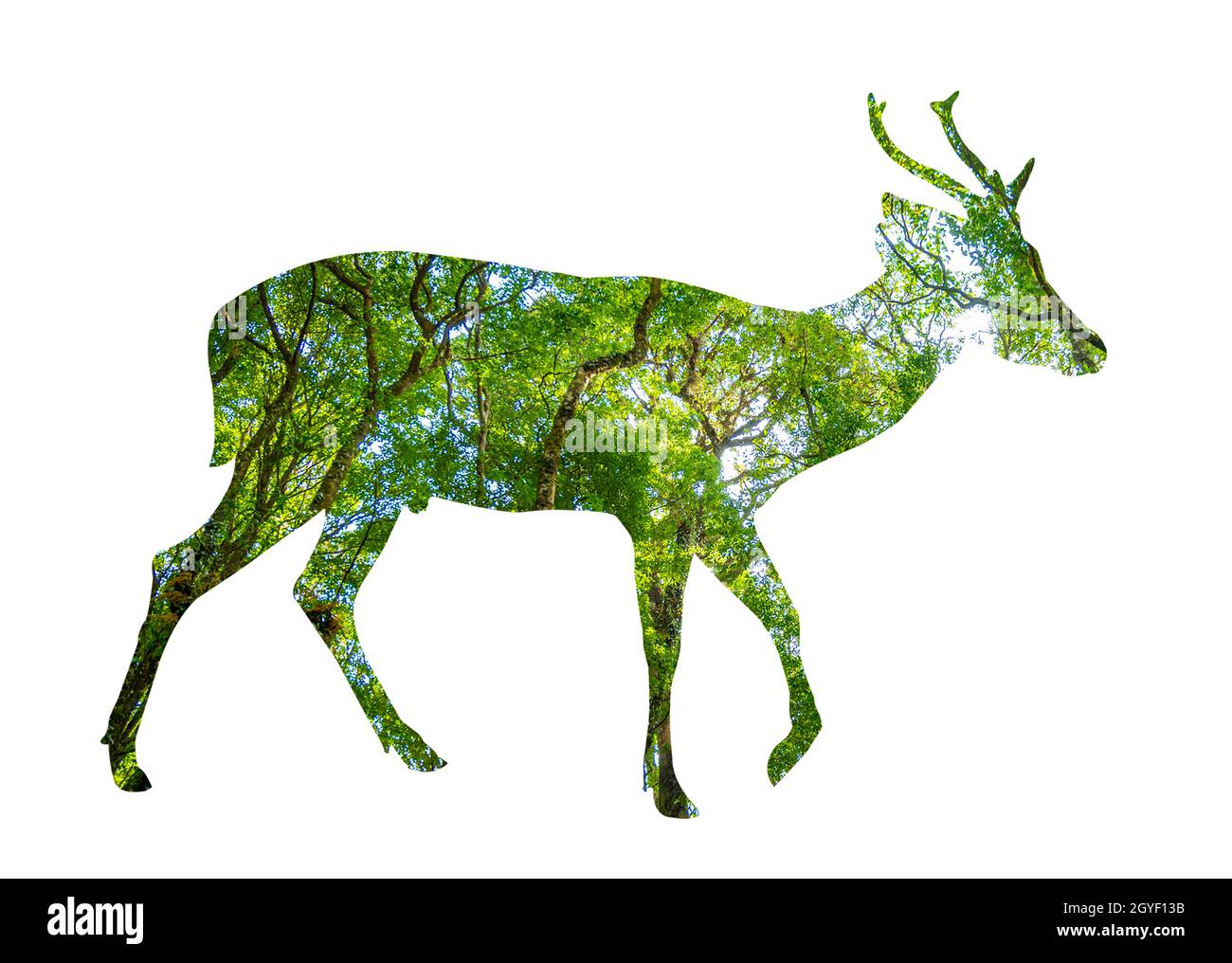 World Wildlife Day Wald Silhouette in Form eines wilden Tier Tierwelt und Waldschutz Konzept Stockfoto
