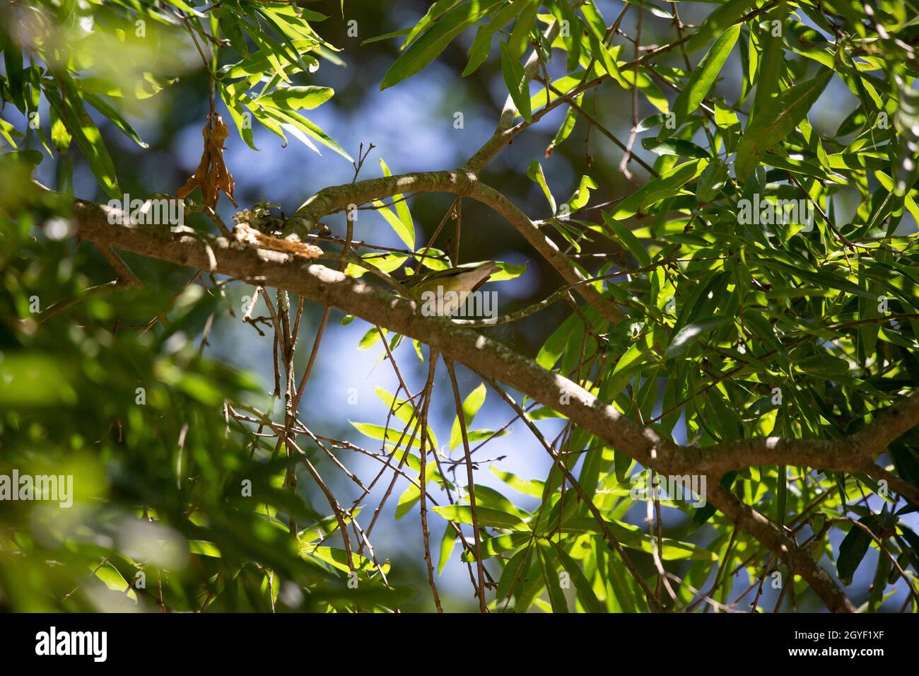 Unreifer Tennessee-Waldsänger (Leiothlypis peregrina), der von seinem Barsch aus auf einen Baumglied blickt Stockfoto