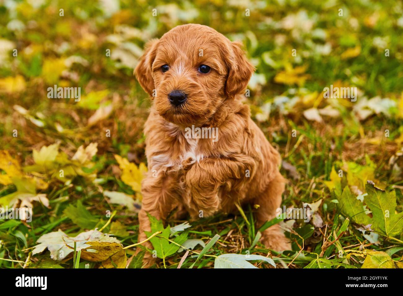 Niedliches braunes Goldendoodle mit einer Pfote im Feld der Herbstblätter Stockfoto