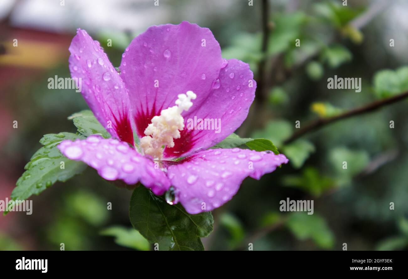 Syrian hibiscus Fotos und Bildmaterial in hoher Auflösung Alamy