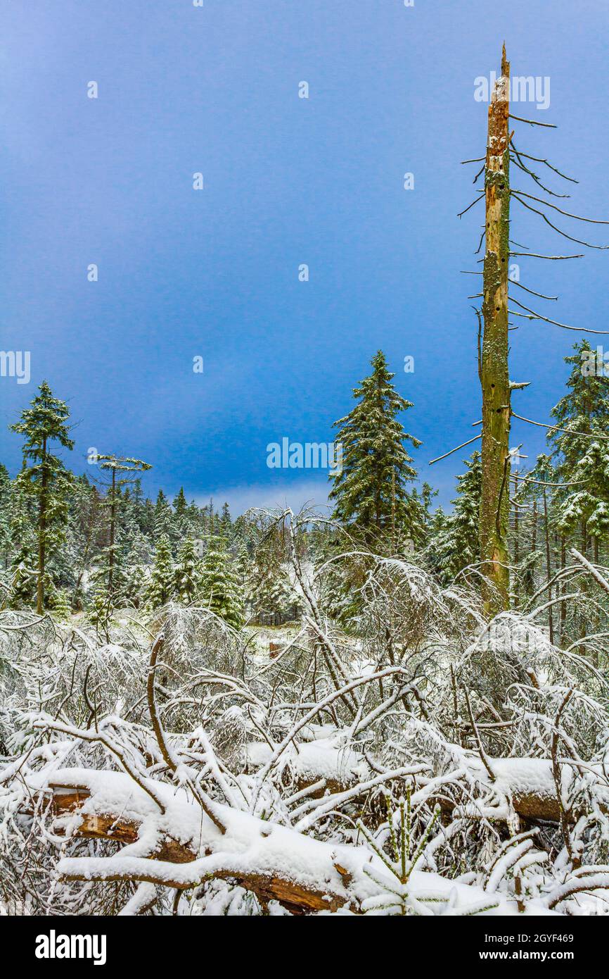 Der sterbende Silberwald und Schnee in toten Tannen Fichten und Landschaft am Brocken Berg im Harz Wernigerode Deutschland Stockfoto