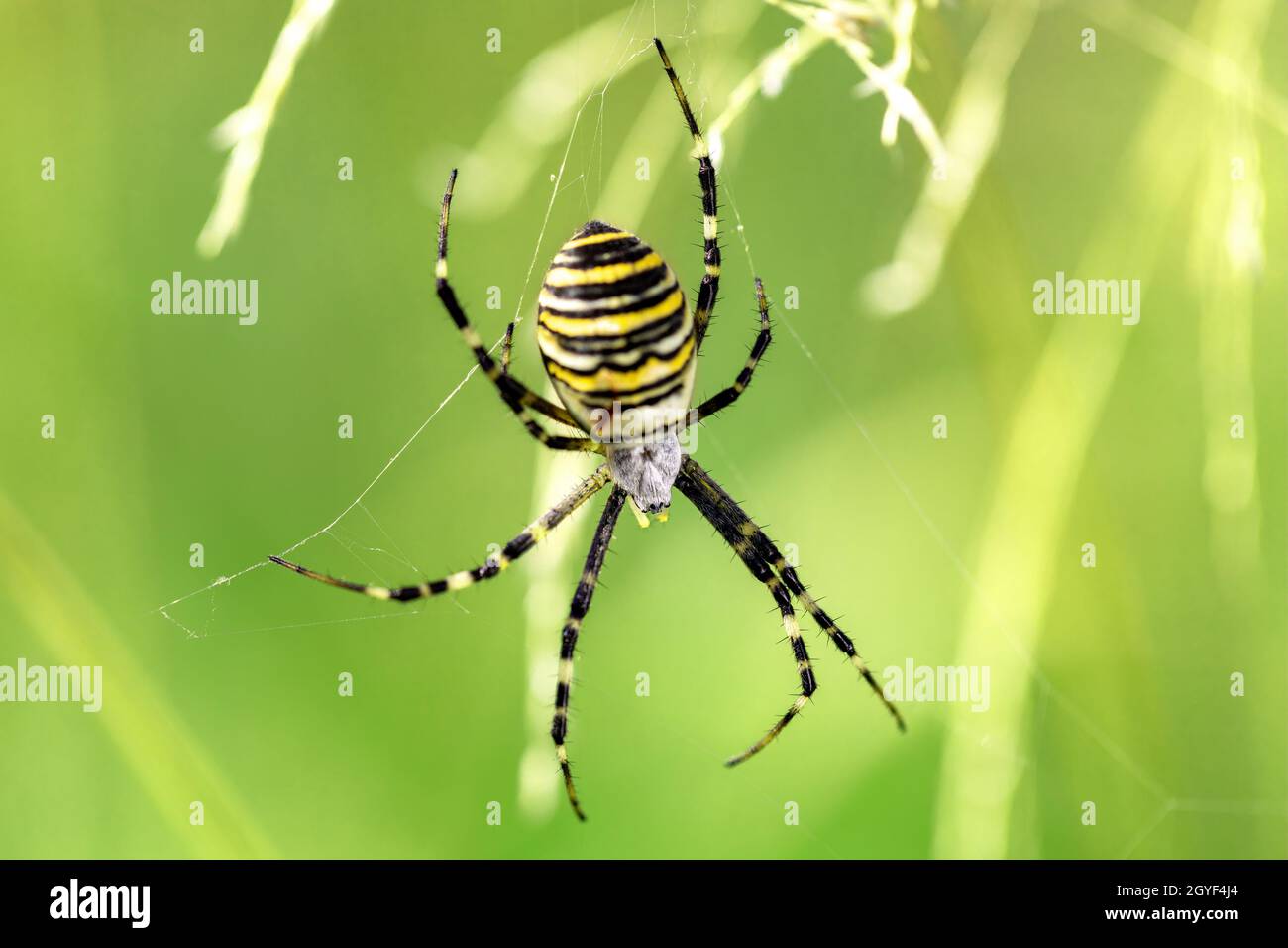 Argiope bruennichi (Wespenspinne) im Netz, invasive Arten von Orb-Netz Spinne in Mitteleuropa, Tschechische Republik Wildtiere verteilt Stockfoto
