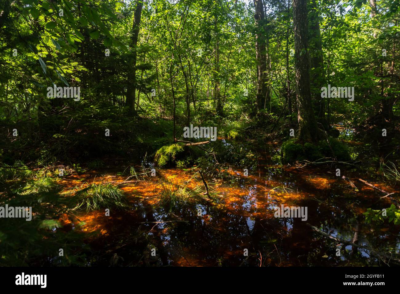 Dunkler Moorwald mit Reflexen im dunklen Wasser, Farnen und Gras Stockfoto