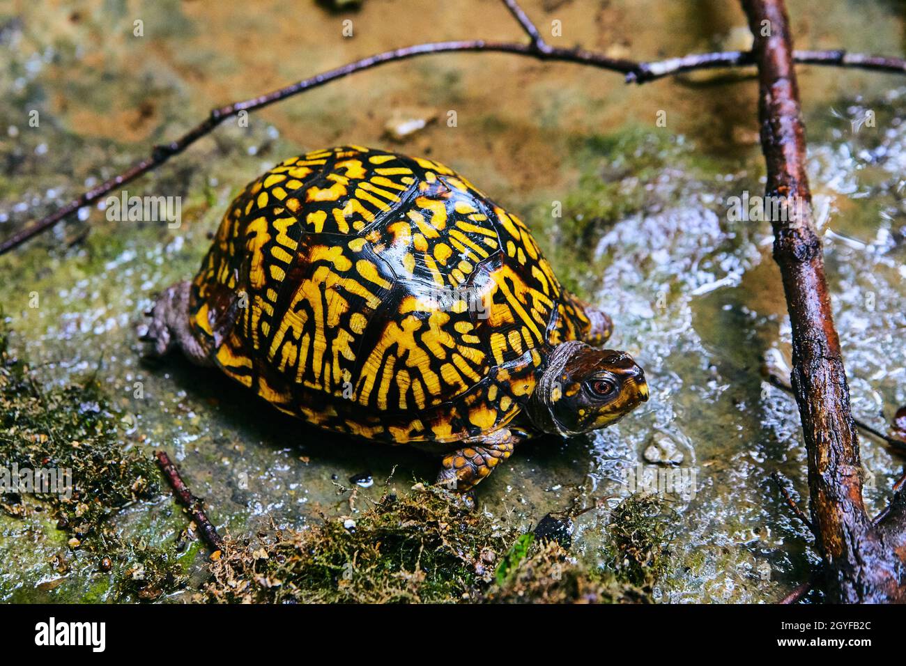 Bunte gelbe und schwarze Schildkröte, die auf wässrigem Boden ruht Stockfoto