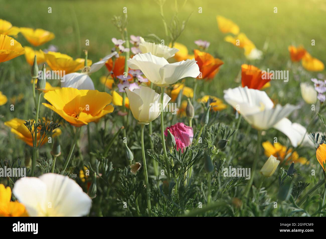 Sommerrückstand. Blüten von eschschscholzia californica oder goldenen kalifornischen Mohn, Tasse Gold, blühende Pflanze in der Familie papaveraceae . Stockfoto