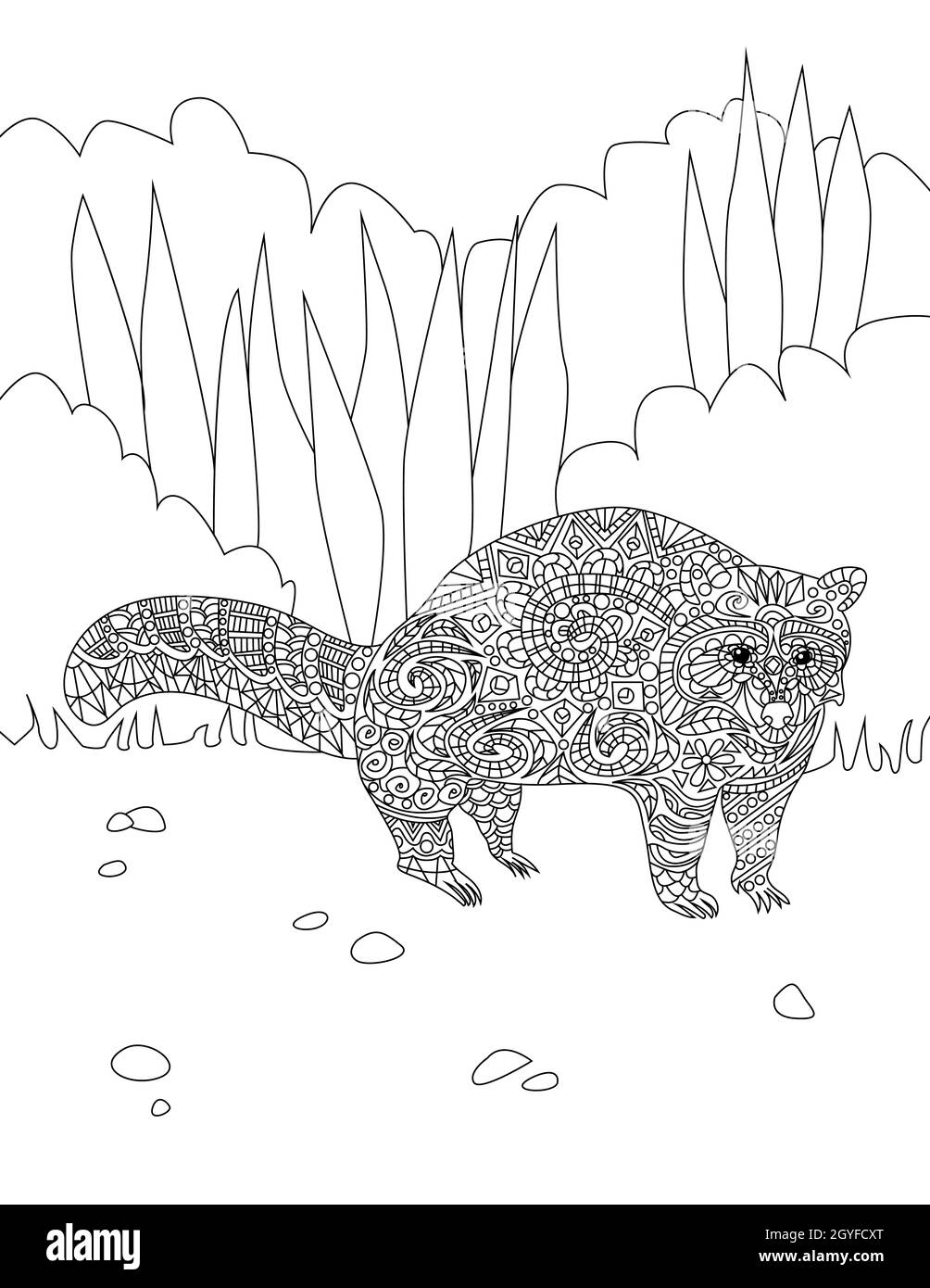 Große Raccoon Line Drawing wartet lange allein im Wald. Stockfoto