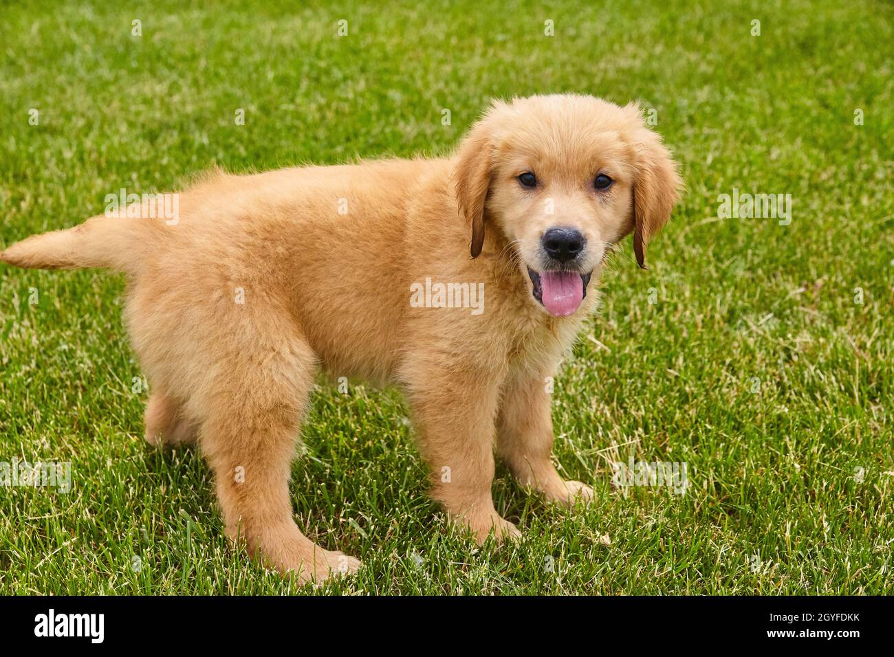 Brauner goldener Retriever-Welpe keuchend im grünen Gras Stockfoto