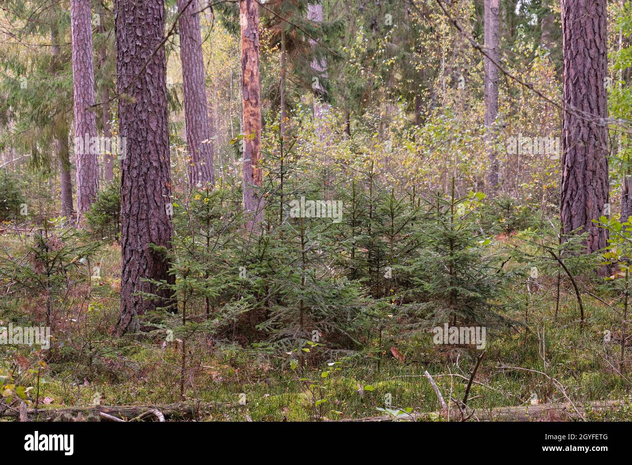 Nadelholz stehen in der Sonne mit Kiefer, Fichte und Moos bedeckten Waldboden, Bialowieza Wald, Weißrussland, Europa Stockfoto