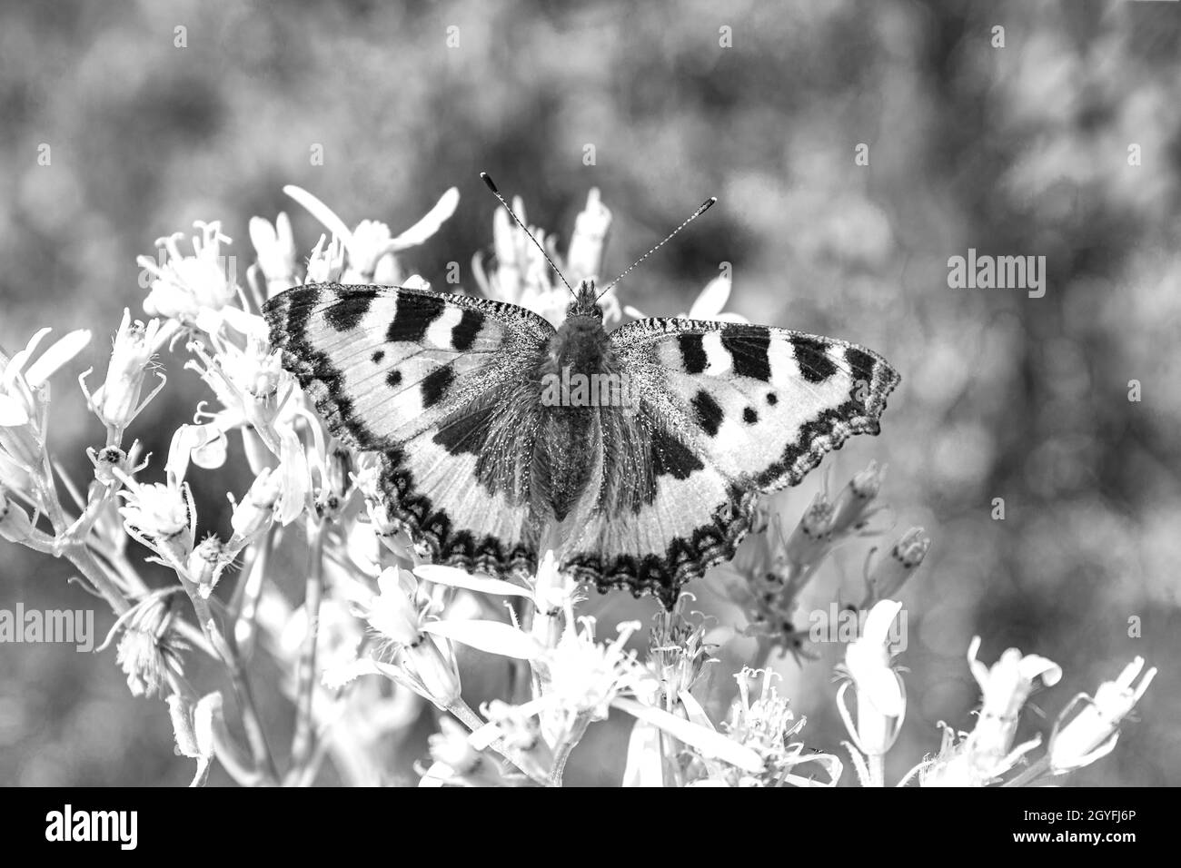 Schwarz-Weiß-Bild des Schmetterlings kleiner Fuchs Tortoiseshell Aglais urticae auf Blumen in Harz Deutschland. Stockfoto