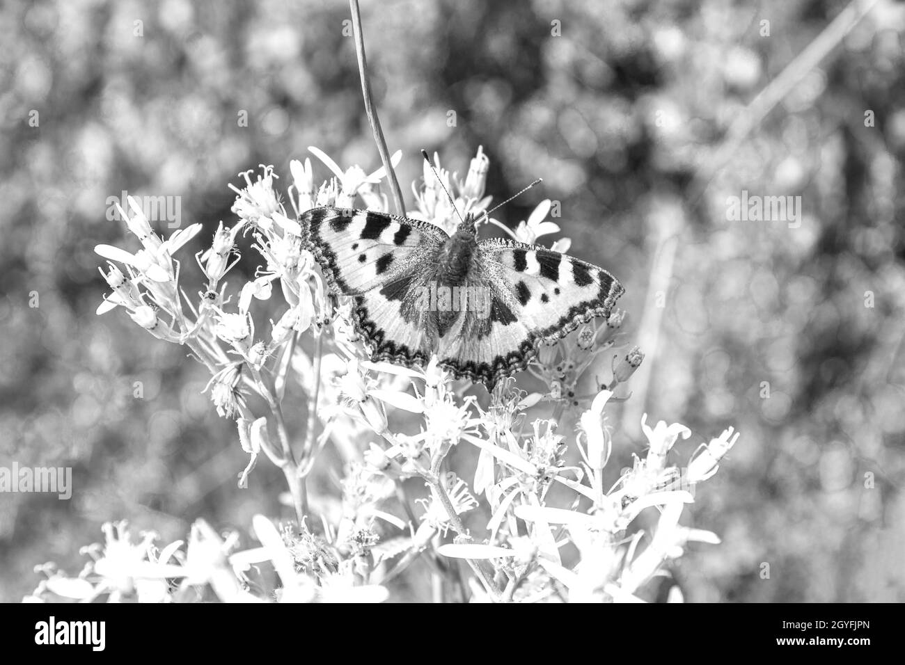 Schwarz-Weiß-Bild des Schmetterlings kleiner Fuchs Tortoiseshell Aglais urticae auf Blumen in Harz Deutschland. Stockfoto
