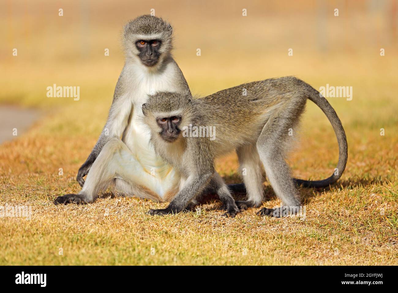 Zwei Tieraffen (Cercopithecus aethiops) sitzen auf dem Boden, Südafrika Stockfoto