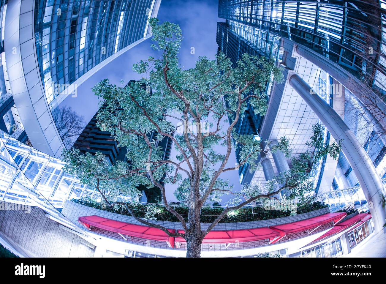 Großer Baum im Herzen des Geschäftsviertels. Aufnahmeort: Metropolregion Tokio Stockfoto