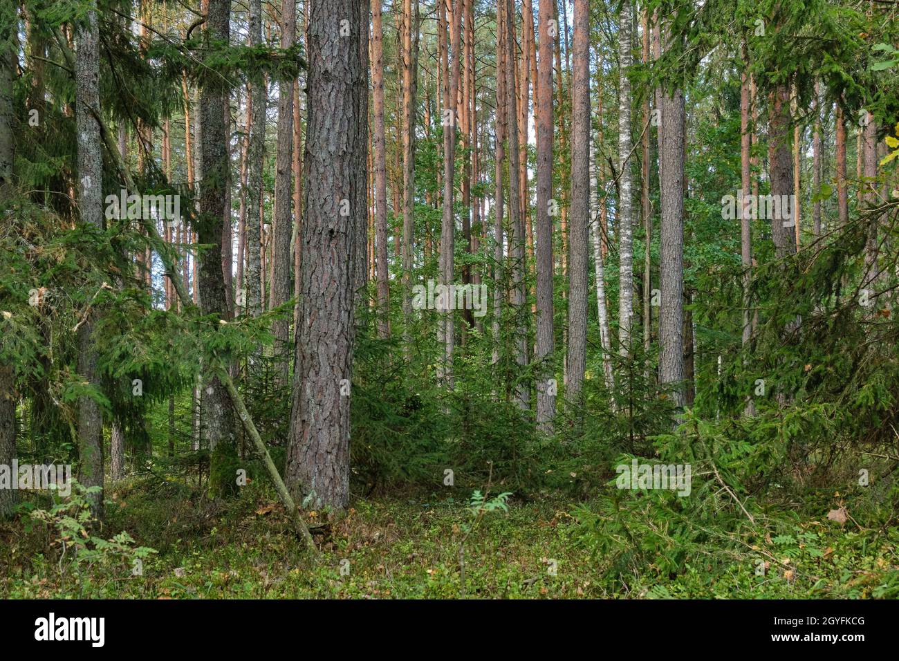 Nadelholz stehen in der Sonne mit Kiefer, Fichte und Moos bedeckten Waldboden, Bialowieza Wald, Weißrussland, Europa Stockfoto