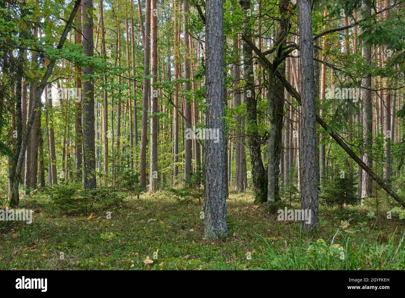 Nadelholz stehen in der Sonne mit Kiefer, Fichte und Moos bedeckten Waldboden, Bialowieza Wald, Weißrussland, Europa Stockfoto