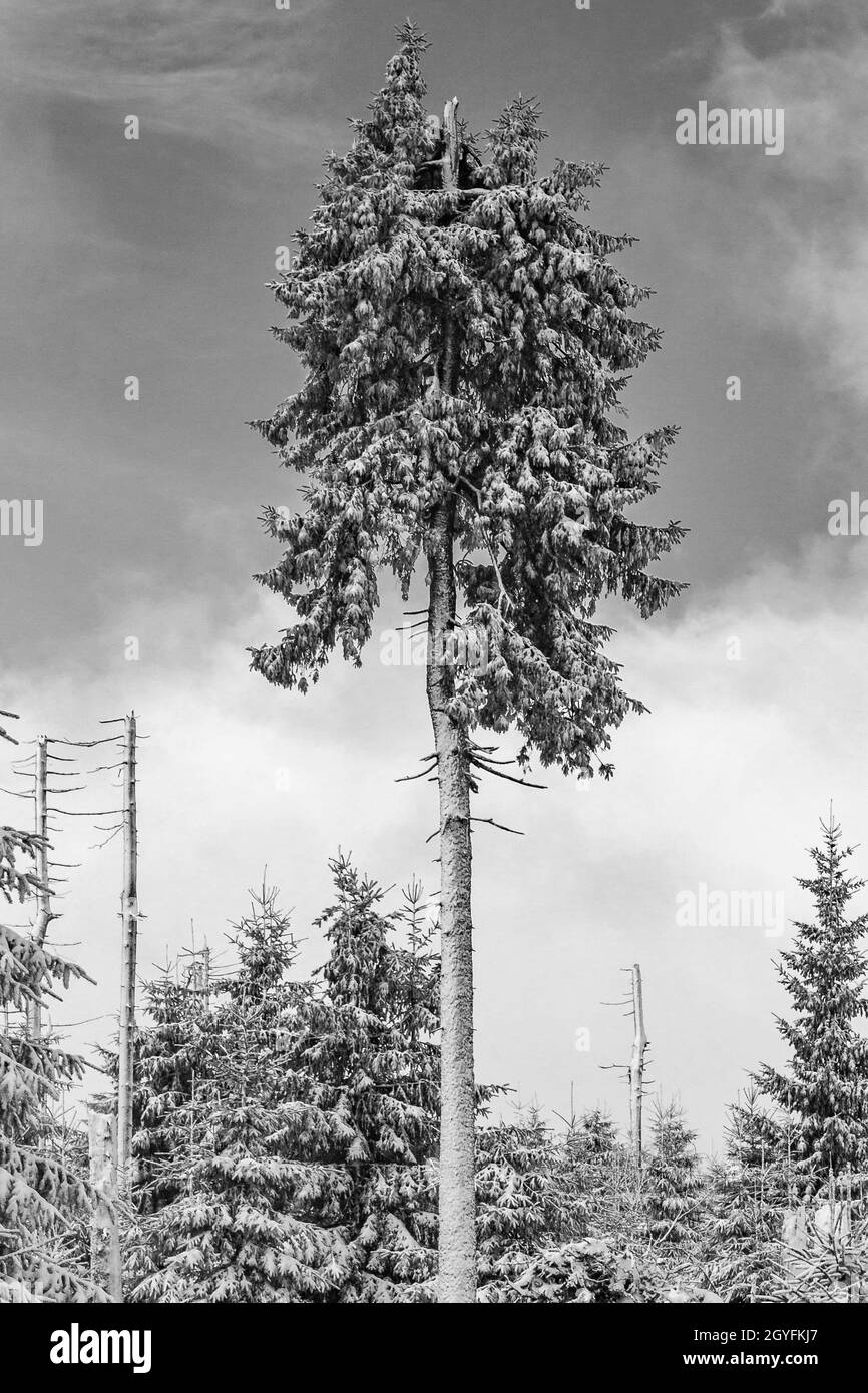 Schwarz-Weiß-Bild von schneebedeckten Tannen und Landschaft am Brocken im Harz Wernigerode Sachsen-Anhalt Deutschland Stockfoto