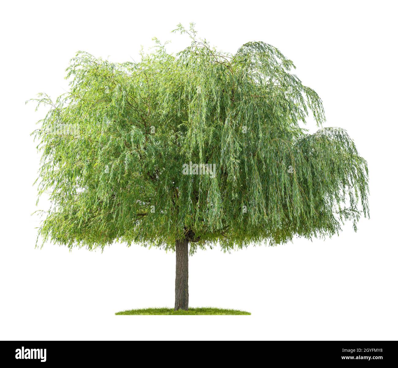 Isolierter Weidenbaum auf weißem Hintergrund Stockfoto