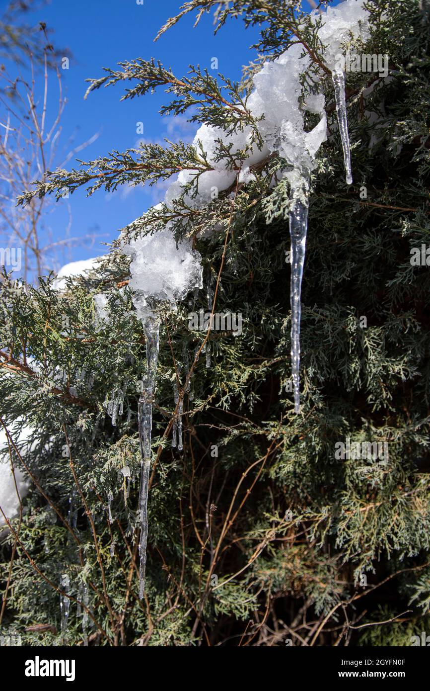 Wunderbare Eiszapfen, die im Winter am Ast eines Nadelbaums im Garten hängen Stockfoto