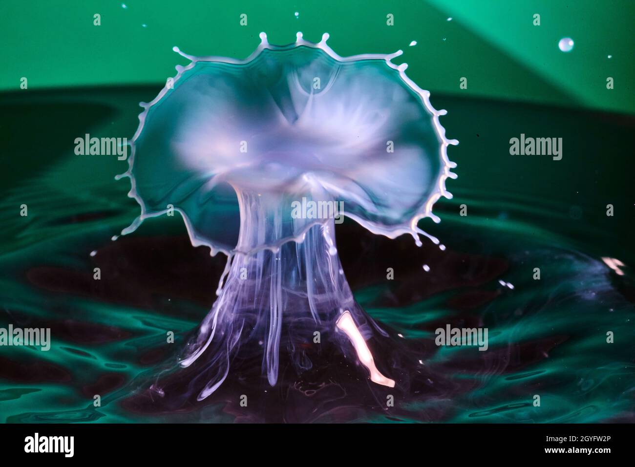 Wassertropfen mit weißen und violetten Pilzen auf grünem Wasserhintergrund Stockfoto