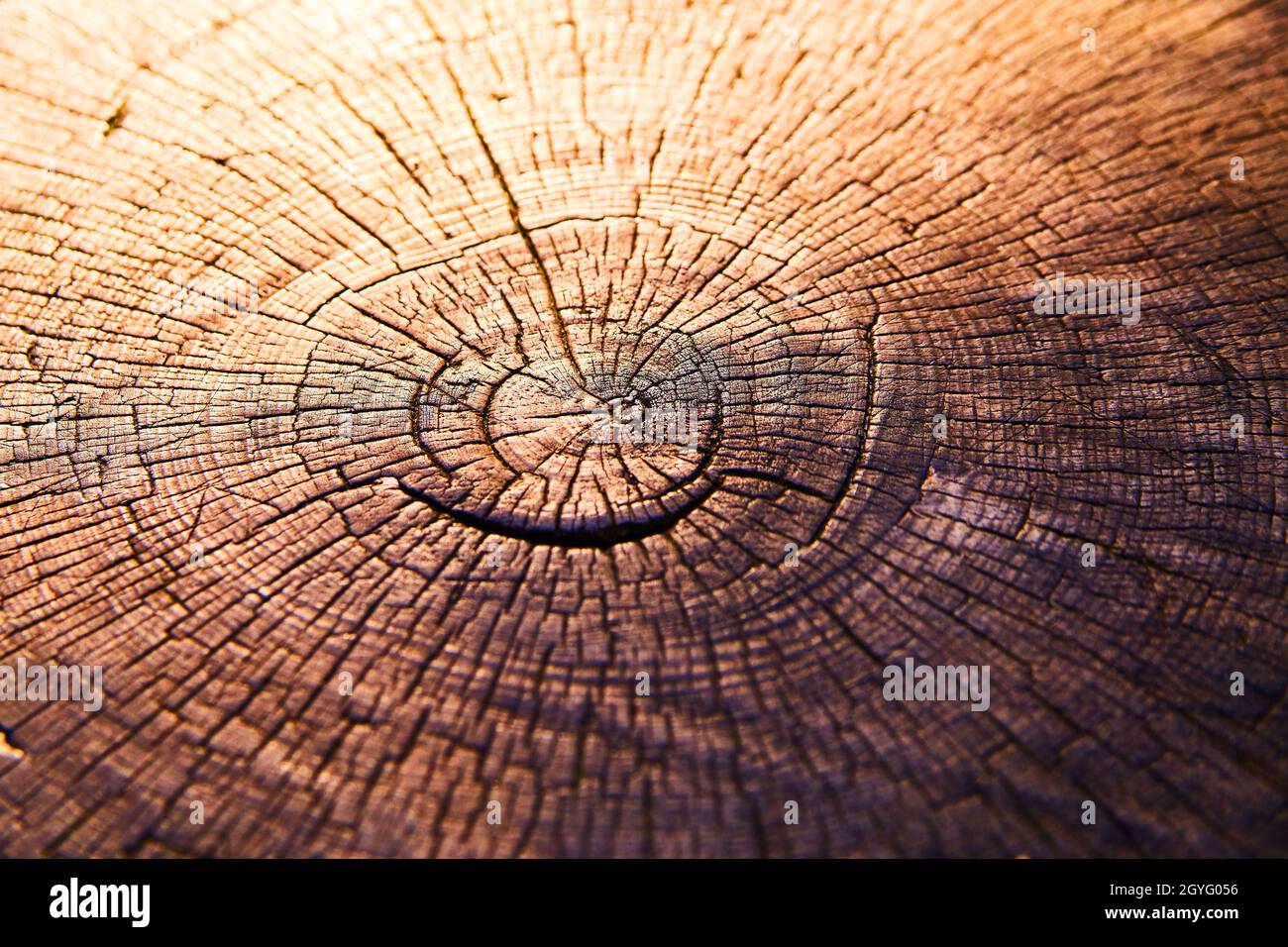 Baumstumpf mit altersreifen Ringen und rissem Holz Stockfoto
