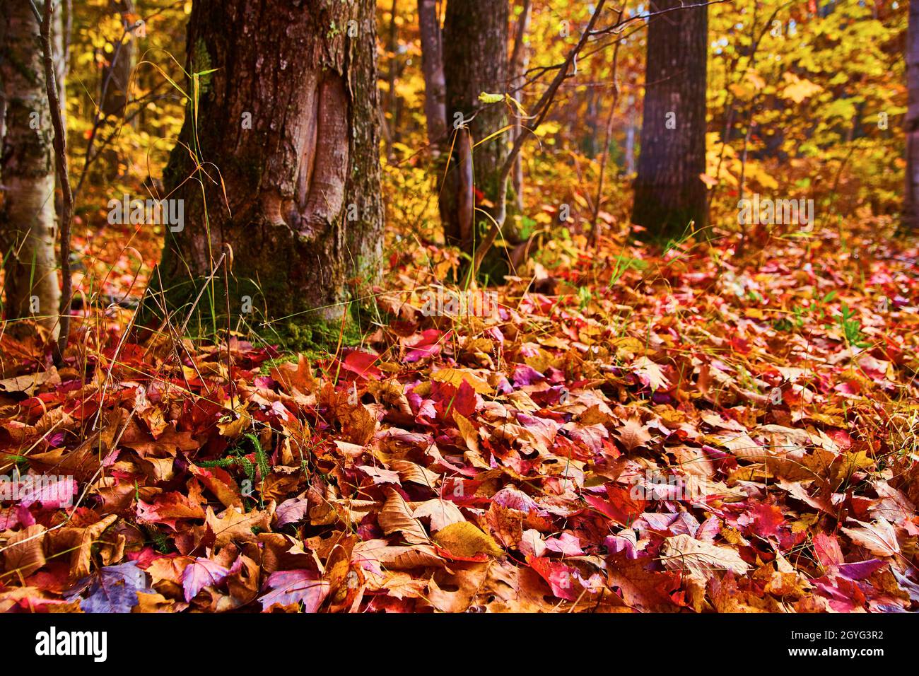 Die Basis der Bäume, die aus dem Boden herausragen, der mit Herbstblättern bedeckt ist Stockfoto