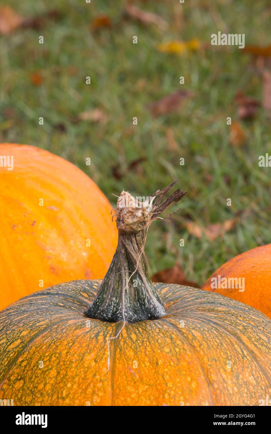 Nahaufnahme eines verdrehten grünen Kürbisstiels auf einem orangefarbenen Kürbis. Stockfoto