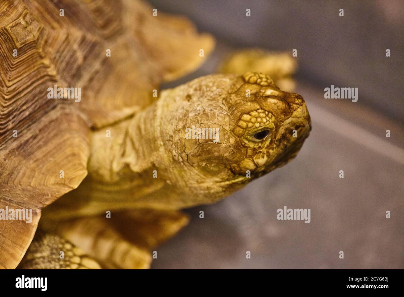 Neugierige gelbe Schildkröte mit brauner Schale Stockfoto
