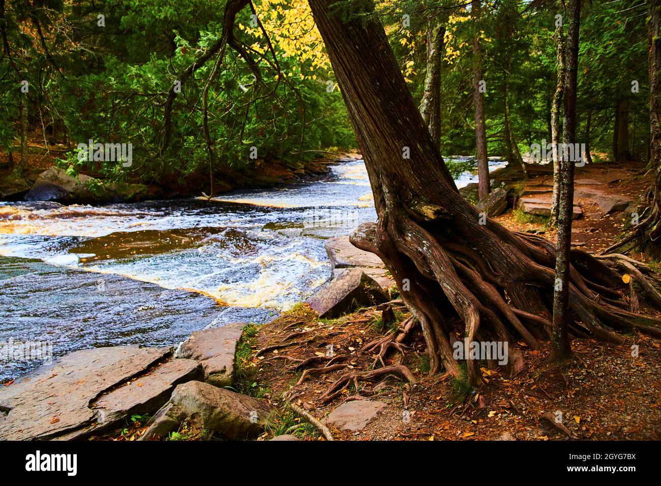 Baum mit Wurzeln ausgesetzt lehnt über Fluss mit milden Stromschnellen und Stein Wanderweg Stockfoto