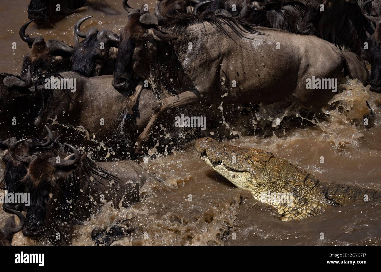 Die große Wanderung der Wildnis in Afrika Stockfoto