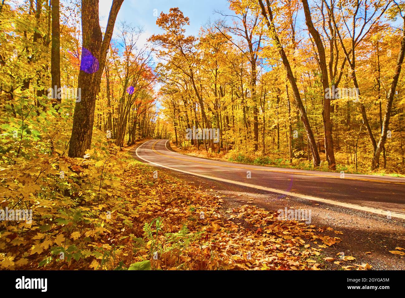Gelber Wald mit blauem und weißem Himmel und einer Straße, die von rechts kommt und über einem Hügel in der Mitte links des Fotos mit einem violetten verschwindet Stockfoto