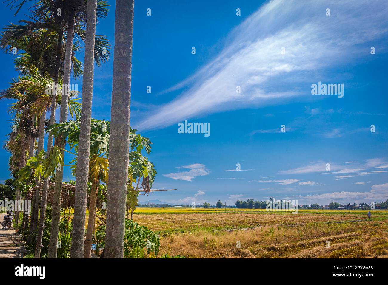 Das horizontale Format von hohen Palmen säumt die Straße neben goldenen Reisfeldern, die in Hoi an, Vietnam, zur Ernte bereit sind. Stockfoto